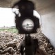 Photo: Peshmerga with m16A2 and Acog Targets Isis Flag
